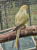 Forse grijsgroene halsbandparkiet man broedrijp, Mannelijk, Parkiet