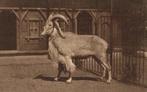 ROTTERDAM Diergaarde Blijdorp Manenschaap, Ophalen of Verzenden, 1920 tot 1940, Ongelopen, Zuid-Holland