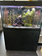 Aquarium met vissen en toebehoren, Ophalen, Gebruikt, Gevuld zoetwateraquarium