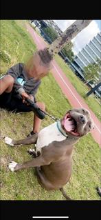 Amerikanen stafford/ pitbull, Teef, Eén hond, 3 tot 5 jaar, Nederland