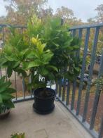 Citroenboom/ citrus lemon, Tuin en Terras, Planten | Bomen, Ophalen of Verzenden, Volle zon, Overige soorten, Minder dan 100 cm