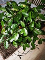 hoya, Wasbloem, Huis en Inrichting, Kamerplanten, Ophalen, Overige soorten, Minder dan 100 cm