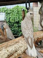 Valkparkieten te koop 7 weken oud, diverse mutaties, Dieren en Toebehoren, Vogels | Parkieten en Papegaaien, Meerdere dieren, Parkiet