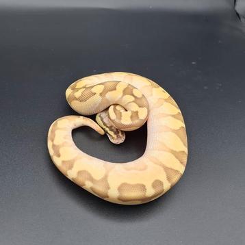 Butter enchi fire/vanilla man NK21 (python regius)