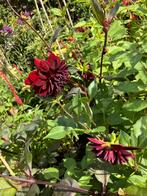 Dahlia knollen | Arabian night - 2 stuks, Tuin en Terras, Bloembollen en Zaden, Ophalen of Verzenden, Volle zon, Knol
