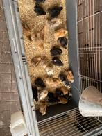 Zwarte cochin kriel hennen, Dieren en Toebehoren, Pluimvee, Vrouwelijk