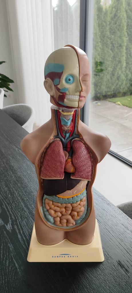 Anatomie Model Menselijk Lichaam, Hobby en Vrije tijd, Cursusmateriaal, Zo goed als nieuw, Overige typen, Meerdere media, Ophalen