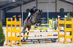 Nrps sport ruin te koop, Dieren en Toebehoren, Paarden, Springpaard, B, Ruin, 11 jaar of ouder