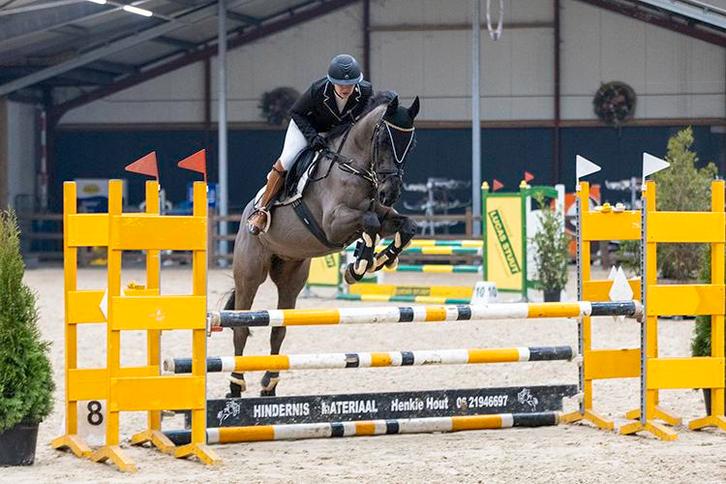 Nrps sport ruin te koop, Dieren en Toebehoren, Paarden, Ruin, B, 165 tot 170 cm, 11 jaar of ouder, Springpaard, Ingeënt