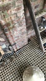 Takla duiven te koop, Dieren en Toebehoren, Vogels | Duiven, Meerdere dieren, Tuimelaar of Roller