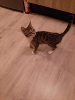 Gratis kitten, Dieren en Toebehoren, Poes
