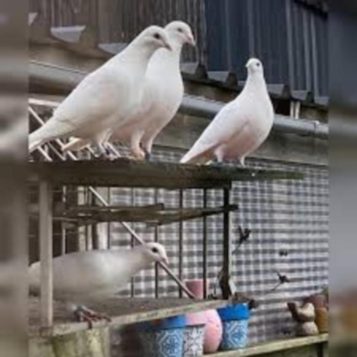 Mooie WITTE Duiven., Dieren en Toebehoren, Vogels | Duiven, Overige soorten, Meerdere dieren