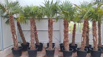 Trachycarpus Fortunei - Palmbomen partij beschikbaar voor biedingen
