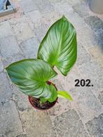 Homalomena, kamerplant, Ophalen of Verzenden, Overige soorten, Minder dan 100 cm