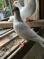 Witte postduiven, Dieren en Toebehoren, Vogels | Duiven, Meerdere dieren, Postduif