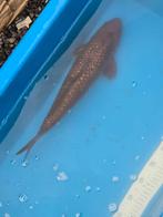 Ginrin chagoi, Dieren en Toebehoren, Vissen | Vijvervissen, Karper of Koi