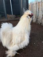 Prachtige zijdehoen haan, Dieren en Toebehoren, Pluimvee, Mannelijk, Kip