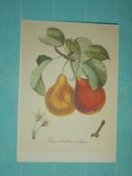 1) ansichtkaart Fruit, Verzenden, 1980 tot heden, Gelopen, Overige thema's