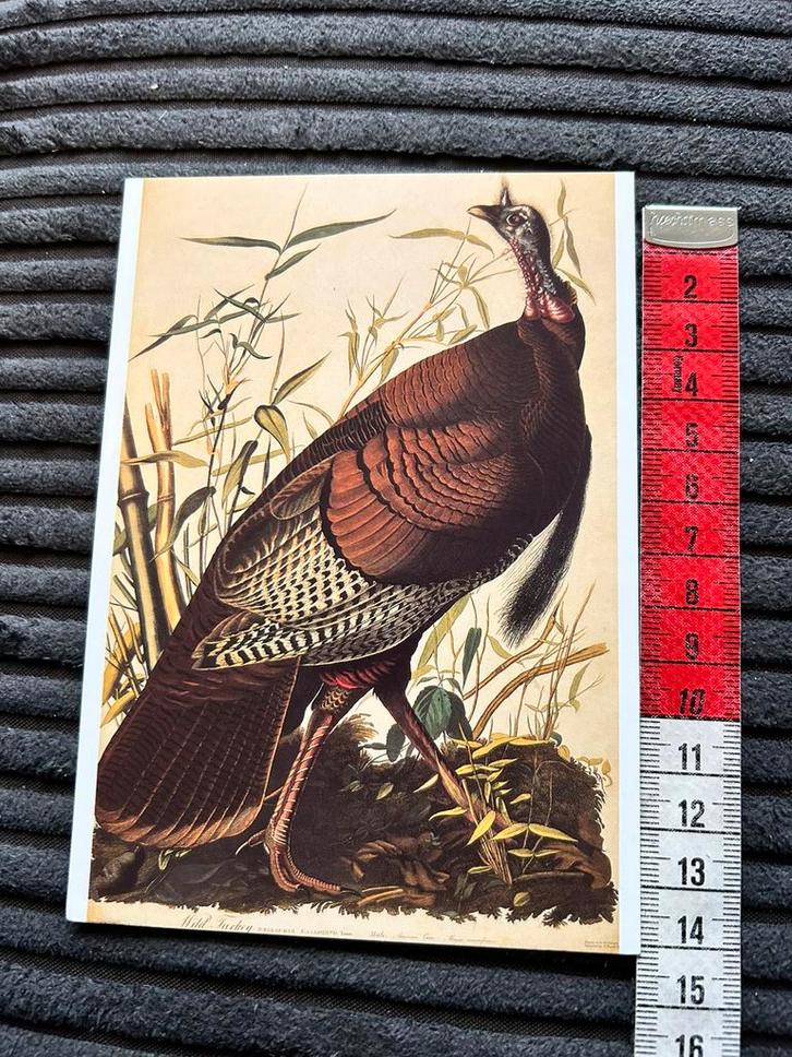 794. Kunstkaart J.J. Audubon Wilde Kalkoen, Verzamelen, Ansichtkaarten | Themakaarten, Ongelopen, 1980 tot heden, Ophalen of Verzenden