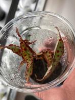 Terrariumplant begonia amphioxus, Huis en Inrichting, Kamerplanten, Ophalen of Verzenden, Halfschaduw, Minder dan 100 cm