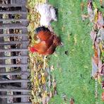 Gratis hanen, Dieren en Toebehoren, Pluimvee, Mannelijk, Kip