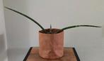 Sansevieria eventueel met pot, Ophalen, Overige soorten, Halfschaduw, In pot