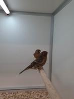 1-0 Kleine barmsijs, Mannelijk, Wildzangvogel, Geringd