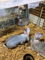 Vlaamse reus reuzen konijnen, Dieren en Toebehoren, Knaagdieren en Konijnen | Hokken en Kooien, Ophalen of Verzenden