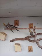 Valkparkieten, Dieren en Toebehoren, Vogels | Parkieten en Papegaaien, Meerdere dieren, Parkiet