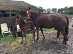 Merrie met veulen te koop, Dieren en Toebehoren, Recreatiepaard, Meerdere dieren, 11 jaar of ouder, Z