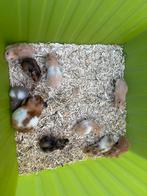 Leuke Baby goudhamsters, Dieren en Toebehoren, Knaagdieren, Meerdere dieren, Hamster, Na 1 juli 2024, Tam