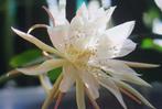 cactus - Epiphyllum pumilum, Huis en Inrichting, Ophalen of Verzenden, Cactus, Volle zon, Minder dan 100 cm