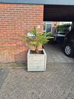 Palmboom in houten bloembak (met wieltjes), Tuin en Terras, Ophalen of Verzenden, 100 tot 250 cm, Zomer, Palmboom