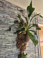 Hertshoorn op kurk +- 60cm, Huis en Inrichting, Overige soorten, Minder dan 100 cm, Groene kamerplant, Halfschaduw