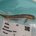 Sicyopterus microcephalus, Vis