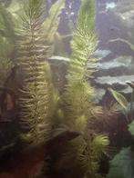 Mooi hoorn blad waterplanten, Ophalen, Zo goed als nieuw, Plant(en), Steen of Hout