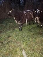 Mooie bonte schapen ram over jarig, Dieren en Toebehoren, Schapen, Geiten en Varkens, Mannelijk, Schaap