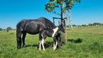 Diverse knappe veulens / jaarlingen te koop, Dieren en Toebehoren, Merrie, 0 tot 2 jaar