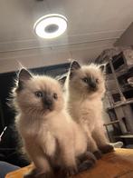 Ragdoll seal point kitten, Dieren en Toebehoren, Poes, Ingeënt