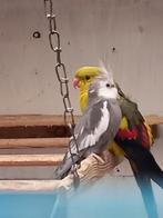 Witkop valkparkiet man, Mannelijk, Parkiet