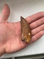 Grote carcharodontosaurus tand fossiel CA 7cm, Verzamelen, Mineralen en Fossielen, Ophalen of Verzenden, Fossiel
