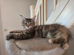 Nog 2 hele mooie Maine Coon kittens., Meerdere dieren, Gechipt, 0 tot 2 jaar