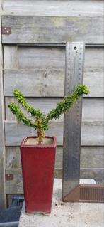 Sekka Hinoki Cypress shohin bonsai, Bloeit niet, Minder dan 100 cm, Volle zon, In pot