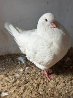 Kingduiven, Dieren en Toebehoren, Vogels | Duiven, Meerdere dieren, Overige soorten