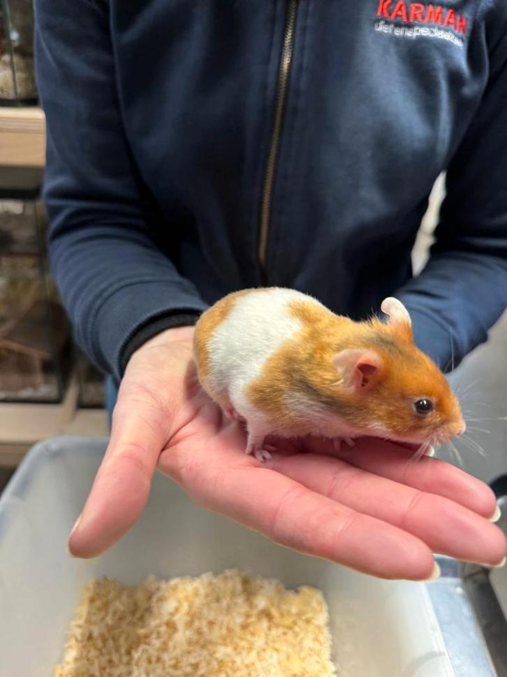 Te koop lieve jonge goudhamsters / Syrisch hamsters, Dieren en Toebehoren, Knaagdieren, Vrouwelijk, Hamster, December, Tam