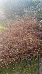 Wilgen takken, Bloeit niet, Overige soorten, Minder dan 100 cm, Ophalen