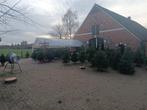 Kerstbomen, Tuin en Terras, Zomer, Volle zon, In pot, Overige soorten