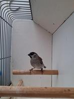 Ceris amadine, Dieren en Toebehoren, Vogels | Overige Vogels, Mannelijk, Geringd