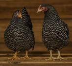 Gezocht volwassen Amrock kriel hen, Dieren en Toebehoren, Pluimvee, Vrouwelijk, Kip