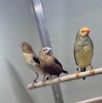 Zilverbekjes, Meerdere dieren, Tropenvogel